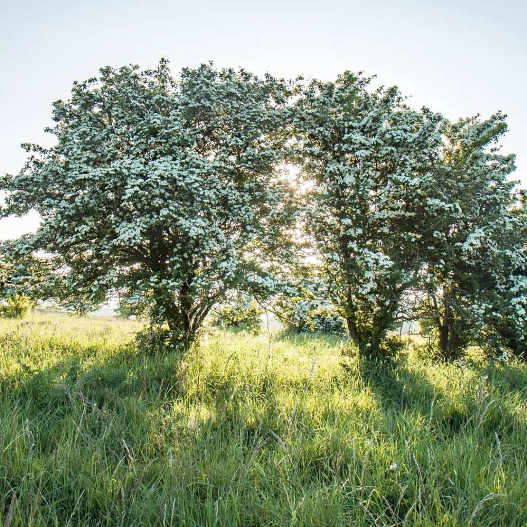 Light shining through two hawthorn trees