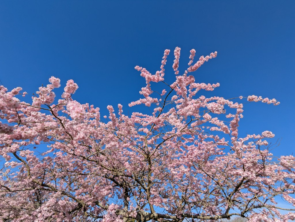 Cherry blossom against a blue sky